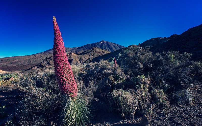 Ruta Izaña