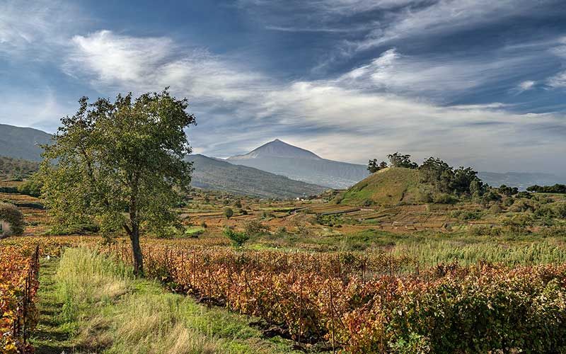 Ruta Acentejo Cross